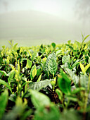 Detail of tea leaves fog, tea production, Haputale, Hill Country Sri Lanka
