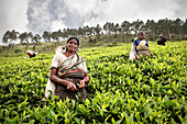 Tamilische Teepflückerinnen ernten Teeblätter auf einer Plantage, Teeherstellung, Haputale, Hochland Sri Lanka