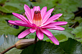 Lotus flower on Penang Island, Penang state, Malaysia, south east Asia
