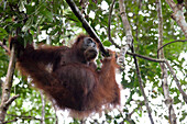 Orang Utan im Gunung Leuser National Park bei Bukit Lawang in der indonesischen Provinz Nordsumatra, Insel Sumatra, Indonesien, Südostasien