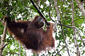 Orang Utan at the Gunung Leuser National Park near Bukit Lawang, Island of Sumatra, Indonesia, Southeast Asia