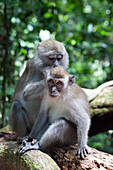 Affen im Gunung Leuser National Park, Urwald bei Bukit Lawang in der indonesischen Provinz Nordsumatra, Insel Sumatra, Indonesien, Südostasien