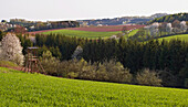 Kirschblüte in idyllischer Landschaft bei Tholey, Saarland, Deutschland, Europa