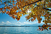 View over lake Chiemsee to Hochgern and Kampenwand, aspen leaves in foreground, Chiemgau, Upper Bavaria, Germany