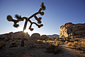 Joshua tree and rock formation in the Joshua Tree National Park, Joshua Tree National Park, California, USA