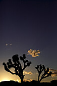 Josuabäume im Joshua Tree National Park, Joshua Tree National Park, Kalifornien, USA