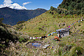 Antisana volcano (5758m) and horses seen from Papallacta pass, Ecuador, Andes, South America