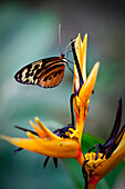 Schmetterling auf Paradiesvogelblume, Amazonas, Ecuador, Südamerika