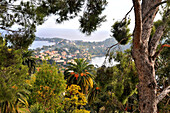 View over trees onto Cap Ferrat, Cote d'Azur, South France, Europe