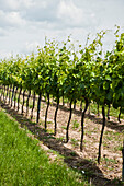 Grapevines in the wine region of Poysdorf, Wine region, Lower Austria, Austria