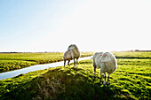 Milchschafe auf der Weide, bei St. Peter-Ording, Nordfriesland, Deutschland