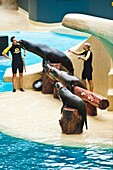 Sea lion show  Loro Parque  Puerto de la Cruz  Tenerife  Canary Islands  Spain