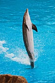 Dolphin Show  Loro Parque  Puerto de la Cruz  Tenerife  Canary Islands  Spain