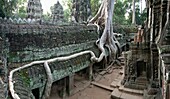 Cambodia-No  2009 Siem Reap City Angkor Temples W H  Ta Prohm Temple.