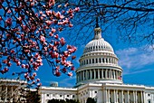 U S  Capitol in spring, Washington, DC