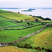 Sheep grazing by Lough Corrib lake, Connemara, county Galway, Ireland