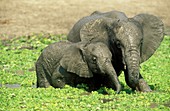 African Elephant Loxodonta africana - Two different aged calves having fun at a waterhole which is covered with Water Lettuce Pistia stratiotes  South Luangwa National Park, Zambia