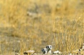 Suricate Suricata suricatta - Two curious young in the vicinity of their burrow  Kaokoveld, Namibia