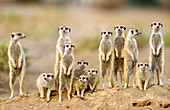 Suricate Suricata suricatta - Adults with young on the lookout at the edge of their burrow  Kalahari Desert, Namibia