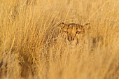 Cheetah Acinonyx jubatus - Male, resting in the high grass  Photographed in captivity on a farm  Namibia