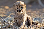 Cheetah Acinonyx jubatus - 19 days old male cub  Photographed in captivity on a farm  Namibia