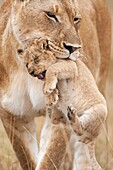 Lioness carrying her cub aged 2-3 months Panthera leo  Maasai Mara National Reserve, Kenya  August 2009