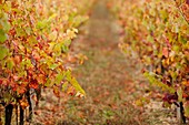 France, Midi-Pyrenees Region, Tarn Department, Gaillac, vineyard in autumn