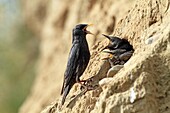 Spotless Starling  Sturnus unicolor  Order: Passeriformes  Family: Sturnidae.