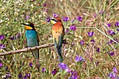 European Bee-eater  Merops apiaster  Order: Coraciiformes  Family: Meropidae.