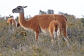 Guanaco Lama guanicoe or Lama glama guanicoe  Order : Artiodactyles Family : Camelidae.