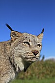 Canadian Lynx  Lynx canadensis  order : carnivora  family : felidae.