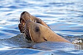 Northern Sea Lion Eumetopias jubatus Order : carnivora family : Otariidae