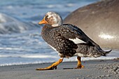 Falkland Islands, Sea LIon island, Falkland Flightless Steamer Duck  Tachyeres brachypterus, Order : Anseriformes, Family : Anatidae