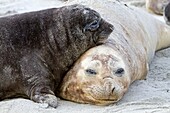 Falkland Islands, Sea LIon island, Southern Elephant Seal Mirounga leonina