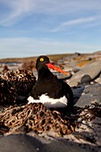 Falkland Islands, Sea LIon island, Magellanic Oystercatcher  Haematopus leucopodus, Order : Charadriiformes, Family : Haematopodidae