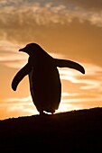 Falkland Islands, Pebble island, Gentoo Penguin   Pygoscelis papua papua