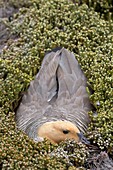 Falkland Islands, Sea LIon island, Upland Goose or Magellan Goose  Chloephaga picta, on the nest