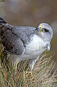 Falkland, Malouines, Ile de Pebble, Variable Hawk or Red-backed HawkButeo polyosoma male
