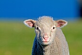Falkland Islands, Pebble island, Domestic Sheep.