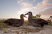 Hawaï, Midway, Sand Island, Black-footed Albatross  Phoebastria nigripes