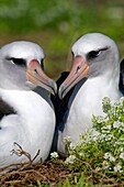 Hawaï, Midway, Sand Island, Laysan Albatross, Phoebastria immutabilis