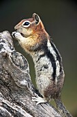 Golden-mantled ground squirrel  Spermophilus lateralis . Montana. USA. Cheek pouches full of food, store food in their burrows. Common in the American West. Hibernate during winter.