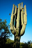 Saguaro Cactus Carnegiea gigantea with Gila woodpecker emerging from nesting hole - Sonoran Desert - Arizona - Record height: 78 feet - Average mature height: 18 to 30 feet, but often reach heights of 50 to 60 feet - Weighs about 80 pounds per foot - Grow