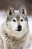 Gray Wolf Timber Wolf  Canis lupus . Male, captive. Originally found throughout most of North America except western California and the Southeast. Loss of habitat and persecution have caused a drastic decline in their numbers and range. Now found in Michi