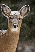White-tailed deer - Odocoileus virginianus - doe - New York - USA.
