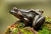 Green Frog - Rana clamitans - New York - USA.