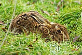 Brown hare- Lepus europaeus - UK - in its form.