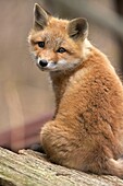 Red Fox Vulpes vulpes -formerly Vulpes fulva - New York - USA - same species as European red fox - some say was originally introduced from Europe to North America - widespread in North America - omnivore