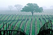 Morning fog over vineyard rows and oak tree in spring, Union Road, Paso Robles San Luis Obispo County, California