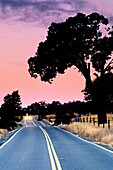 Dawn light over country road near Plymouth, Shenandoah Valley, Amador County, California